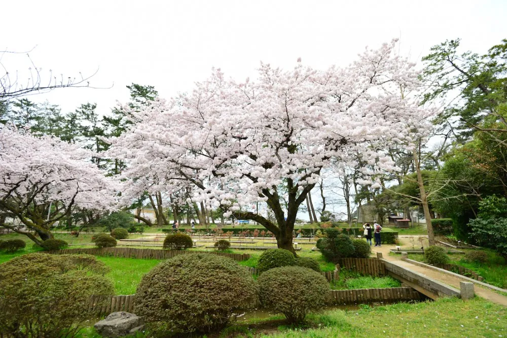 出云大社 兔子 参拜出云大社 《稻荷恋之歌》圣地巡礼—wildgun的2016樱季日本中国地区三日旅行