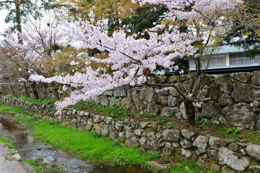 出云大社 《稻荷恋之歌》 圣地巡礼 参拜出云大社 《稻荷恋之歌》圣地巡礼—wildgun的2016樱季日本中国地区三日旅行