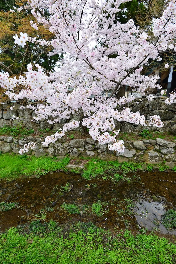 出云大社 《稻荷恋之歌》 圣地巡礼 参拜出云大社 《稻荷恋之歌》圣地巡礼—wildgun的2016樱季日本中国地区三日旅行