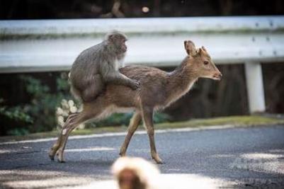 科学新发现-公猴骑母鹿? ！日本屋久岛拍得罕见视频