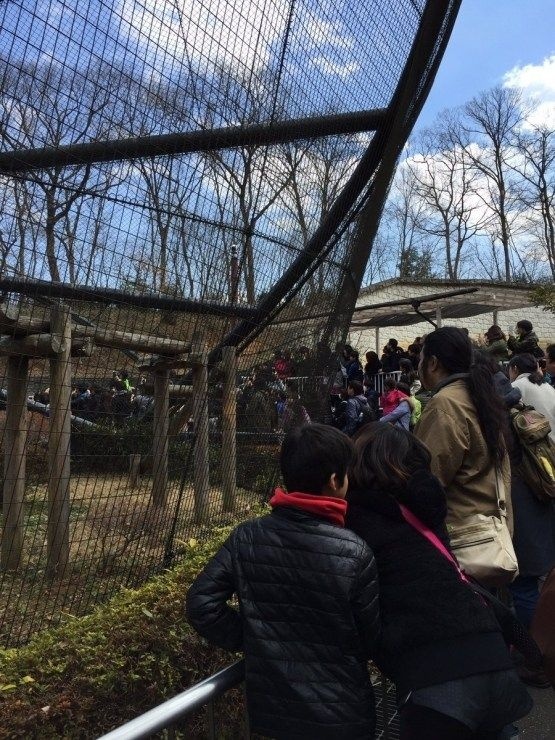 『兽娘动物园』突然爆红 日本动物园恐成最大赢家