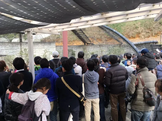 『兽娘动物园』突然爆红 日本动物园恐成最大赢家