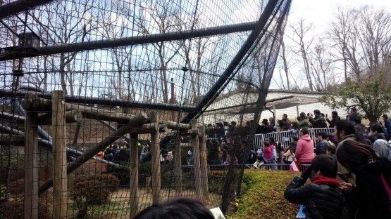『兽娘动物园』突然爆红 日本动物园恐成最大赢家