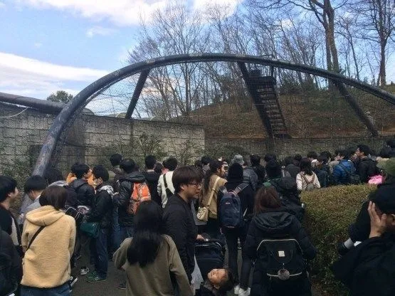 『兽娘动物园』突然爆红 日本动物园恐成最大赢家