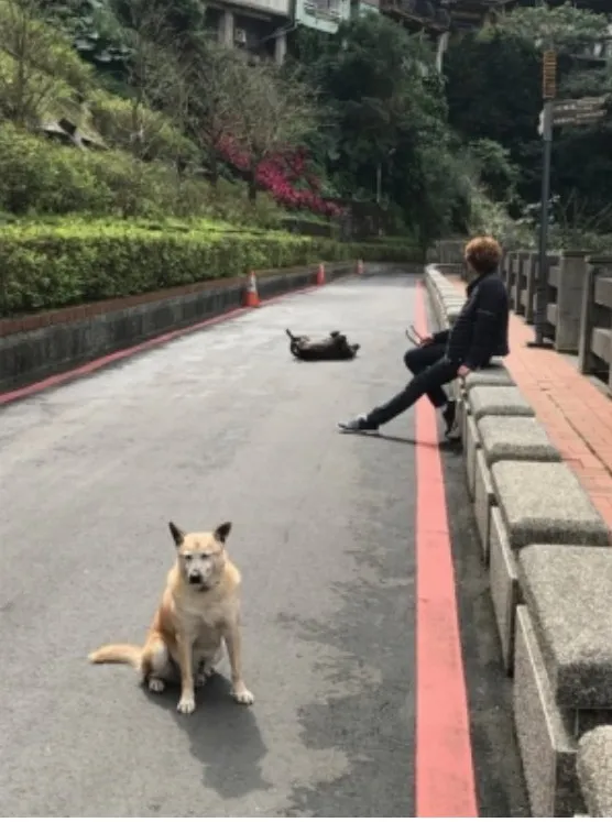 【POSE很重要】声优「宫野真守」到九份与狗狗拍帅照?果然人帅狗也帅XDD!