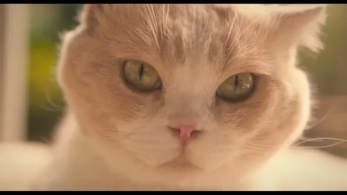 好莱坞恐怖大片？！『猫咪后院』真人电影公布恶搞版预告片公布-绝对领域