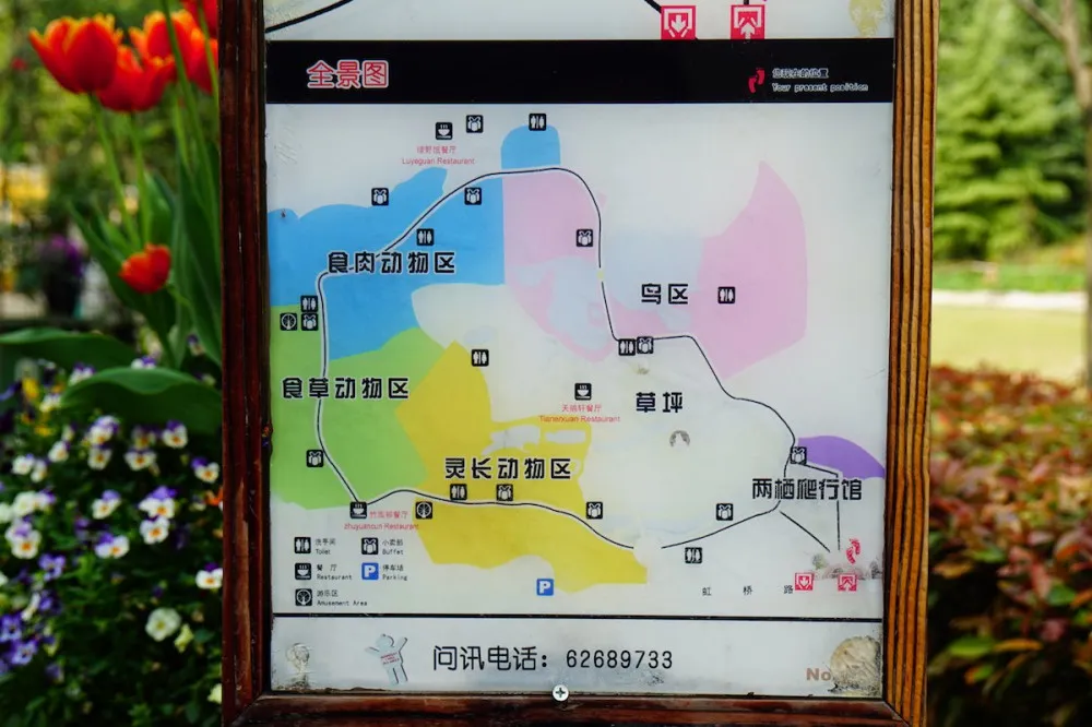 上海动物园 地图 探望网红薮猫酱 一起来做Friends- 魔都上海动物园薮猫观览指南