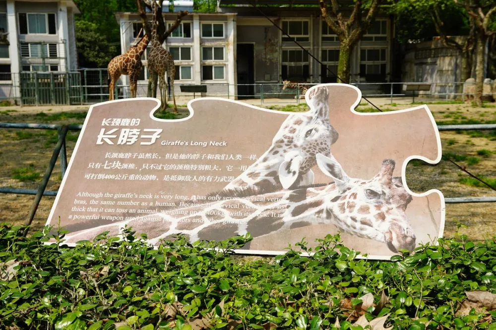 上海动物园 长颈鹿 探望网红薮猫酱 一起来做Friends- 魔都上海动物园薮猫观览指南