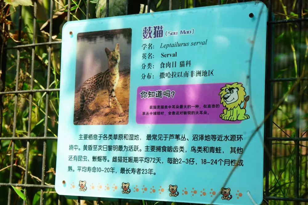 上海动物园 薮猫 兽娘动物园 探望网红薮猫酱 一起来做Friends- 魔都上海动物园薮猫观览指南