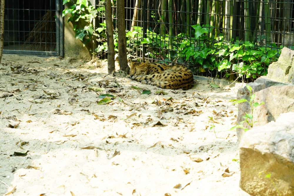 探望网红薮猫酱 一起来做Friends- 魔都上海动物园薮猫观览指南