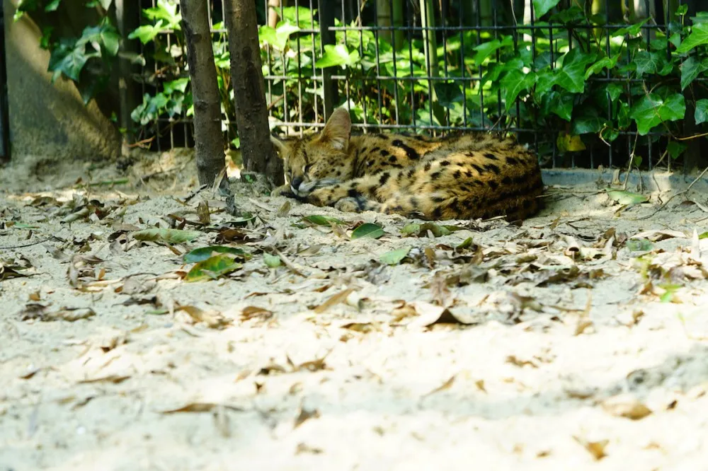 上海动物园 薮猫 兽娘动物园 探望网红薮猫酱 一起来做Friends- 魔都上海动物园薮猫观览指南