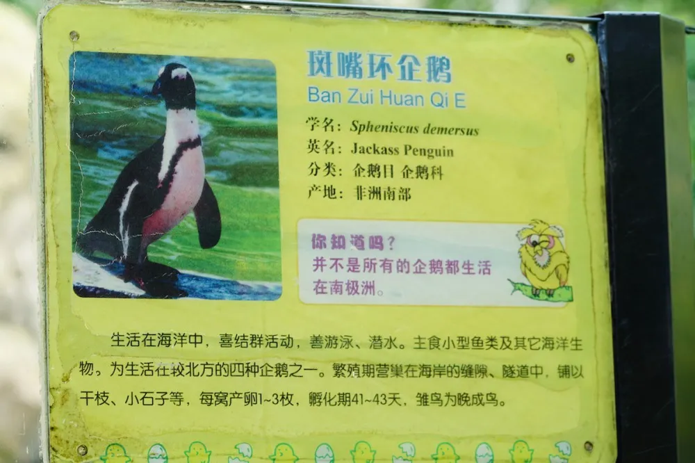 上海动物园 企鹅 探望网红薮猫酱 一起来做Friends- 魔都上海动物园薮猫观览指南