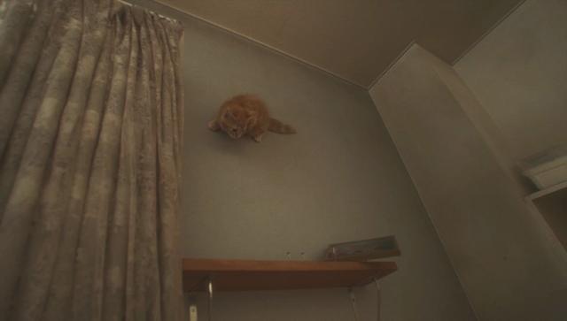 冒险游戏《重力异想世界完结篇》宣传影片「重力猫」获得世界广告大奖（洒花）！好看的广告就是要多看几次✿