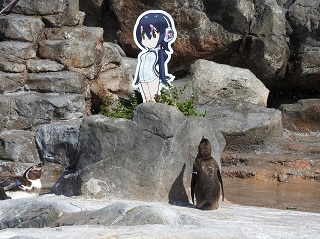 东武动物园的《动物朋友》合作活动继续加码，大家一起来应援企鹅爷爷的恋情吧！