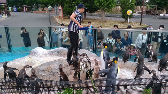 东武动物园的《动物朋友》合作活动继续加码，大家一起来应援企鹅爷爷的恋情吧！