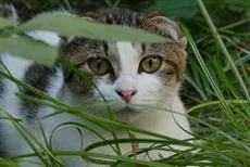 用喵星人视角说街猫故事《我是一只猫》猫村猴硐亲切入镜人猫共存不是梦-绝对领域