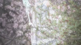 lolita私影 莱拉的赞歌-绝对领域