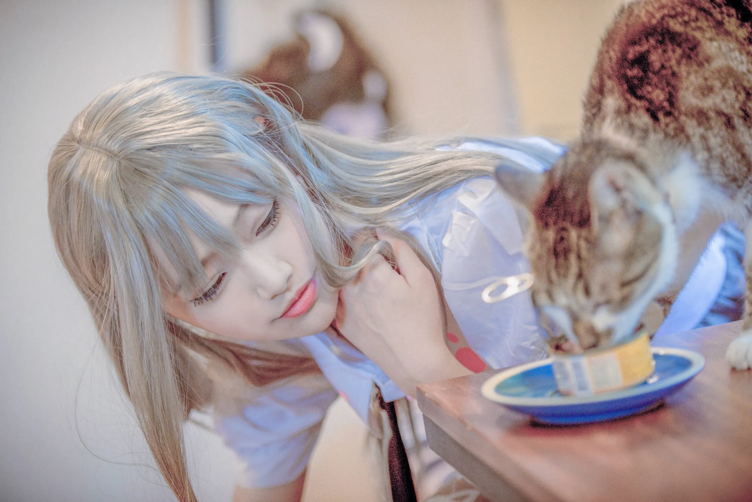 猫咪后院黑灰猫cosplay-绝对领域
